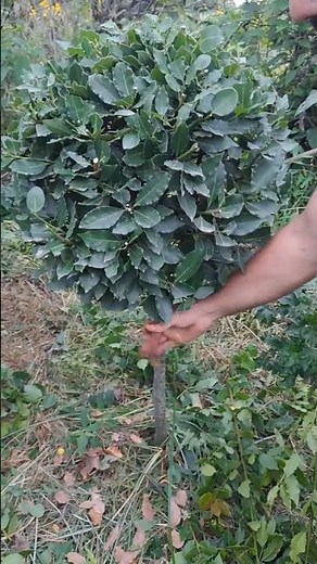 pruning a bay tree #gardening