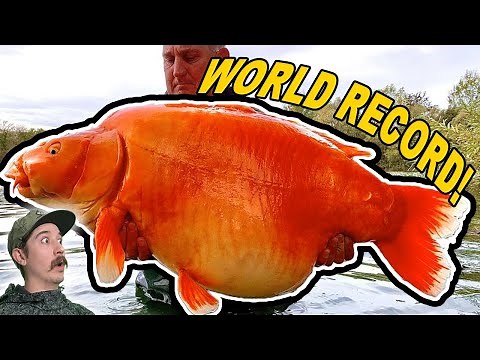 This MONSTER Gold Fish Weighs 67lbs! (Worlds Biggest Goldfish)