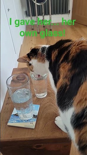 Things Cats Do....!! Cute Cat 🐈