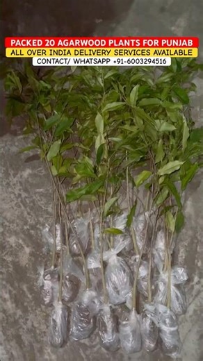 20 PICS OF AGARWOOD PLANTS DISPATCHED FROM ​⁠‪@NORTHEASTGREENNURSERY‬ TO PUNJAB #agarwoodplants #oud