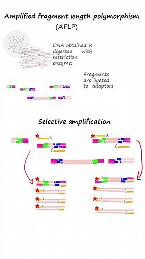 AFLP or Amplified fragment length polymorphism analysis #dnafingerprinting #genetics