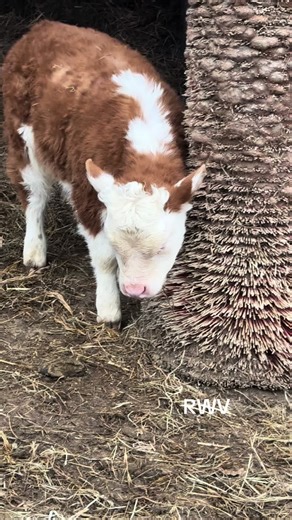 The Joy of Raising Miniature Cows