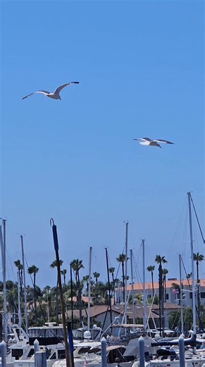 10K reactions · 640 shares | "Blue Bayou" song by Engelbert Humperdinck #fblifestyle @highlight #nocopyrightsinfringementindentedmusicbelongstotherightfulowner #FanAppreciation | Jöhn Sÿ | Facebook