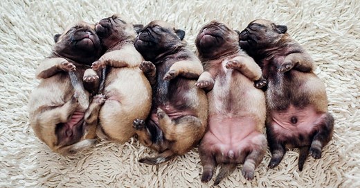 Male or Female Puppy - How to Tell