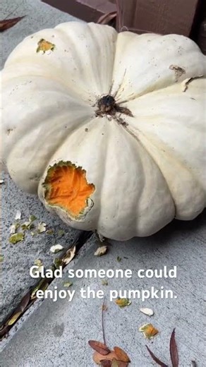 Who is eating the pumpkin? Part 1 #squirrel #possum #rat #raccoon