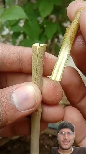 Easy Home Grafting Techniques You Need to Know Now