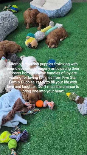 “Cavapoo cuddle time!  These sweet little fluffballs are full of love, playfulness, and charm. If you’re looking for a family-friendly companion, our Cavapoo puppies at Five Star Family Puppies are ready to melt your heart! ✨” #Cavapoo #CavapooPuppy #CavapooLove #PuppyLife #PuppyPlaytime #FiveStarFamilyPuppies #PuppyBreeder #FluffyPuppy #PuppiesOfFacebook #FurBaby #CutePuppies #SmallBreedPuppy #PuppyJoy #FamilyPets | Five Star Family puppies | Facebook