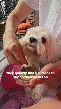 Why do shih tzus rub themselves after being fed?