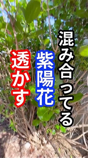混み合ってる紫陽花は枝抜き剪定で整える