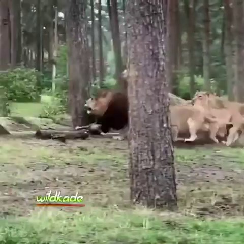 Must-See Lion King Commands His Lionesses with Power