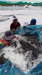 Harvesting of Shrimp 🦐 Full episode on #agribusinesshowitworks YouTube channel! 📺 | Agribusiness