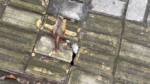 动物的倒霉瞬间，这一辈子都没这么倒霉过！