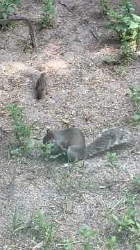 The Little One - Chipmunk or Ground Squirrel?
