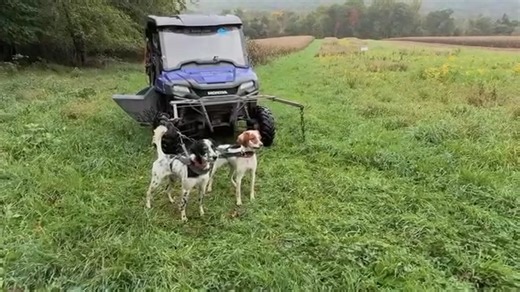 In this video, we demonstrate how we introduce young dogs to honoring | Midnight Kennel