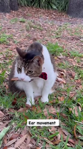 Funny Cat Tricks and Rescue Stories