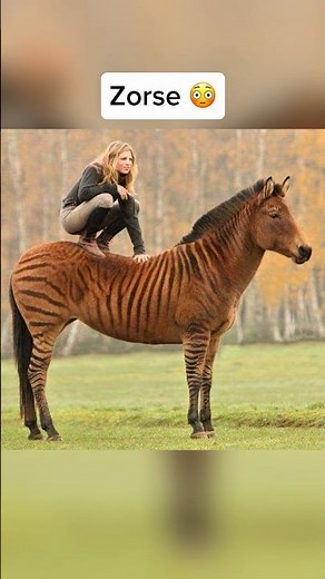 What Happens When Different Animals Mate 🤯