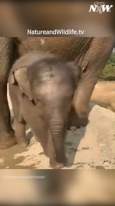 Adorable baby elephant and mom - @samuielephanthaven --- #elephant #elephantlover #iloveelephants | I Love Elephants
