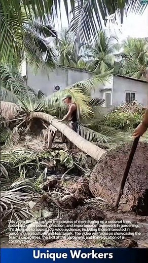 Extreme Coconut Tree Removal: Men Dig and Cut Massive Palm Tree by Hand
