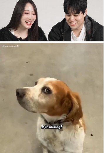 Hilarious Beagle Moments That Will Make You Laugh