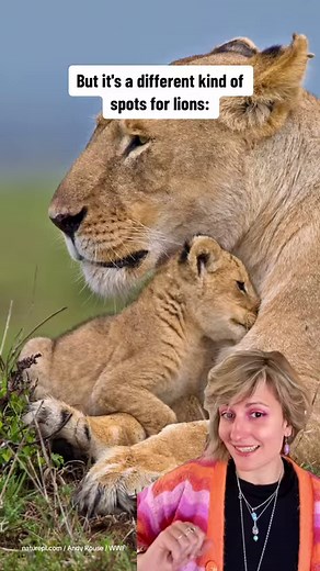 Much like human fingerprints, animals have unique patterns and shapes that can be used to individually identify them. 🐾These individual markers are vital for wildlife conservation, as it helps with more accurate monitoring of the species. 🙌 | WWF UK