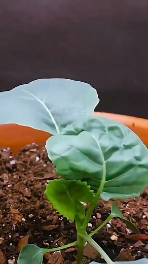 4.7K reactions · 231 shares | Mini Cabbage - Your Kids’ Favorite...