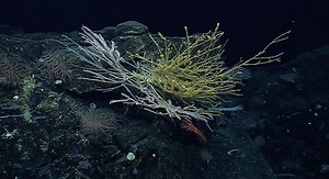 Game-changing international ocean treaty comes into force