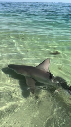 Sandbar shark swimming off! #fishing #florida #beach #fyp #nature