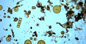 WHAT DECADES OF DATA ON PLANKTON POPULATIONS ARE TELLING US ABOUT CLIMATE CHANGE