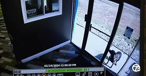 Dog involved in car crash runs to doggy day care a mile away for help