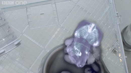 X-ray footage shows how hamsters store their nuts