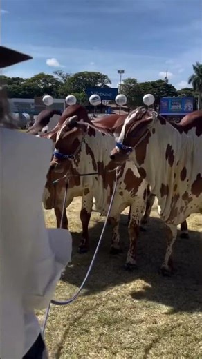 A única progênie vermelha no Campeonato deProgênie de Pai na Expozebu 2026 e atingiu o topo