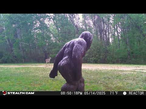 May 2025 Saginaw Michigan Trail Camera