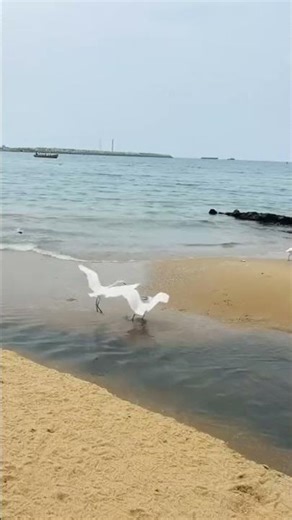Bird Fight Gone Crazy! 😳 #youtubeshorts #birds #fighting #trending #viral #shortsfeed #coolvideo