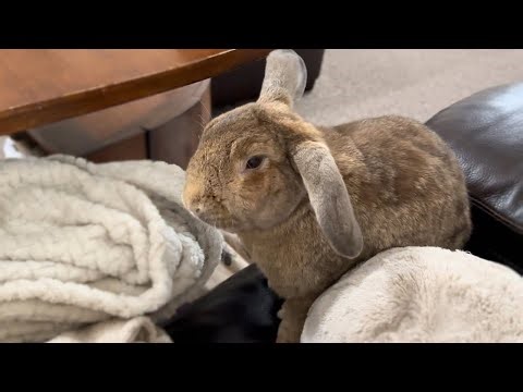 The Secret Reason My Rabbit Comes to Me (It’s Not Just Food) 🐰💕