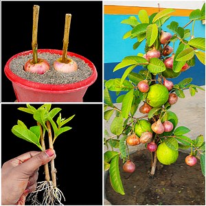 251K views · 1.6K reactions | How to grow two different fruit & vegetable at same tree || Best & easy method for planting | Rana Craft | Facebook