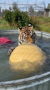 30K views · 2K reactions | ⏰ The CLOCK is Ticking & Time is RUNNING OUT! ⏳ There are LESS than 12 hours left of Miracle Match & today is your LAST CHANCE to 3X the impact!  bit.ly/MIRACLEMATCH TRIPLED donations means 3X the help for rescues like Dash to live a life free from expolitation & abuse . Your support makes all the difference!  | Wildcat Sanctuary | Facebook