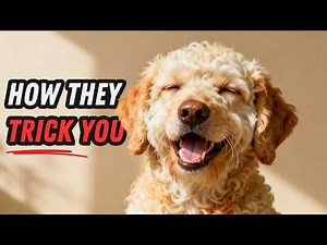 Things NO ONE tells you about owning a Labradoodle