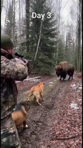Hunter and Dogs Face Massive European Bison in Russian Forest