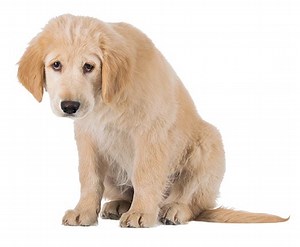 After Hours Emergency Vet Clinics in Canton, GA | Riverstone Animal Hospital