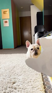 10M views · 10K reactions | Prank your pet | Vector | Facebook