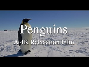 Penguins 4K - Relaxation Film with Peaceful Music