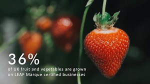 We work with farmers and growers across the globe to deliver more sustainable farming through LEAF Marque certification. Gaining insight into the impact of the LEAF Marque assurance system is crucial for continuous improvement of our standards. Learn more at https://leafuk.org/about-leaf/our-impacts | LEAF (Linking Environment And Farming)