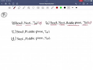 The microscopic structure of sperm consists of (a) Head, Neck, Tail (b) Head, Neck, Middle piece, Tail (c) Head, Middle piece, Tail (d) Neck, Middle piece, Tail | Numerade
