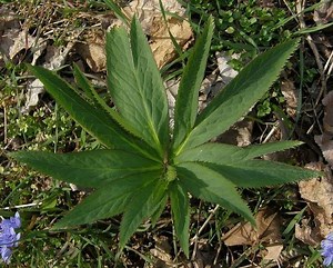 Helleborus viridis - Alchetron, The Free Social Encyclopedia