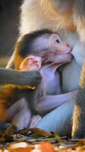 Cutest overload, Little baby monkey so cute enjoy nursing sweet milk | Good Or Bad