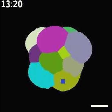 The development of a mouse embryo
