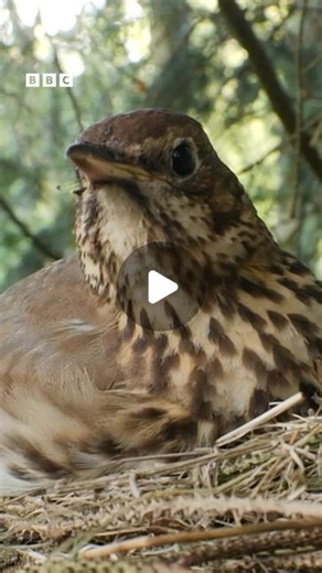 BBC Springwatch on Instagram: "Chirp chirp 🐤 the gorgeous song thrush ♥️ Who’s ready for #Springwatch?! 💚😍🐦 Tune in as we’re live now on BBC Two 🎥"