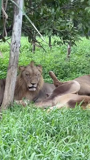 #wildlife #wildanimal #animals