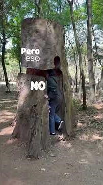 Árboles en peligro: plaga afecta CDMX