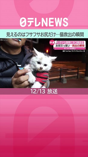 #長崎県 の#アニマルレスキュー 団体が撮影した映像には、空洞になっている柱に入りこみ、出られなくなった#子猫 の“#フサフサ のお尻”が映っています。レスキュー隊は、お尻と#しっぽ をつかみ、ゆっくり子猫を引き出しました。#日テレnews #tiktokでニュース